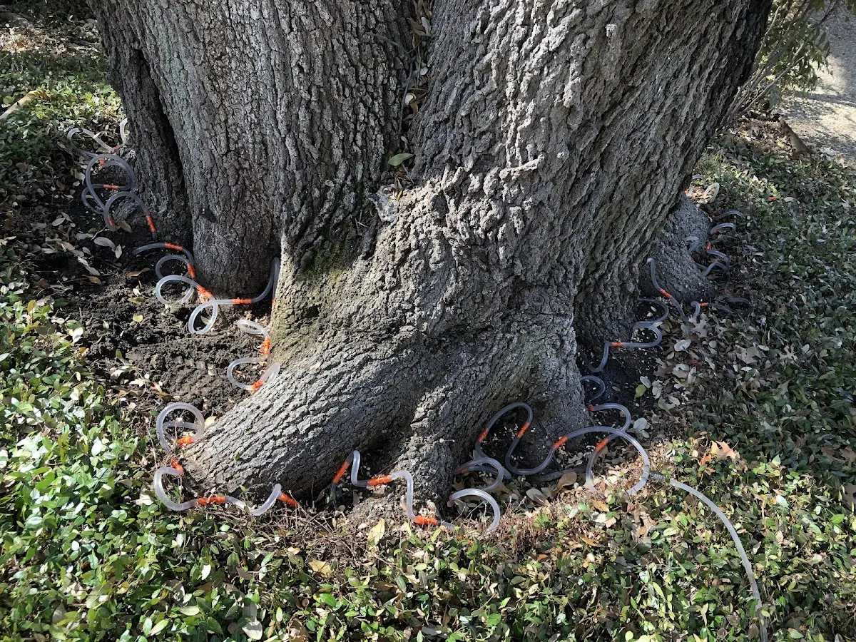 Detailed Tree Cabling and Bracing job site in Wilkesboro