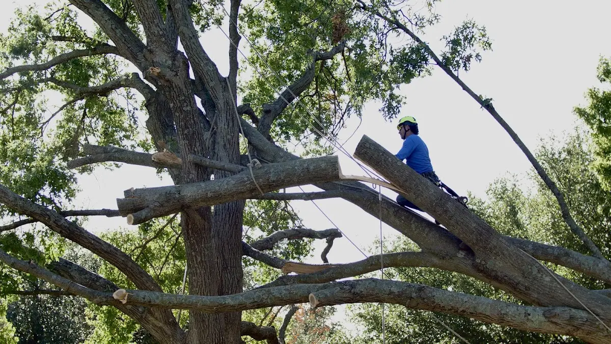 Professional Crown Thinning performed by certified arborists in Wilkesboro